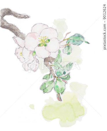 Illustration Watercolor Sakura 9012624