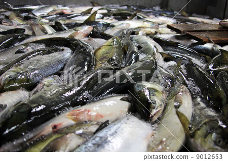 炸三文魚 9012653