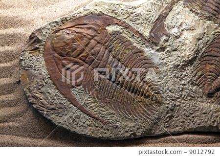 trilobite fossil 9012792