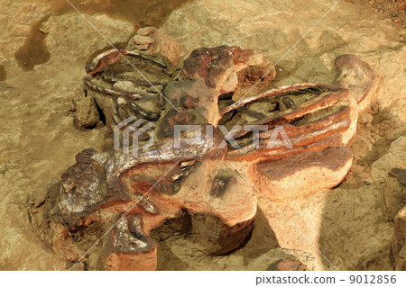 dinosaur skeleton 9012856