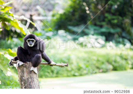 White hand Gibbon 9012986