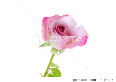 Rose · lilac beauty Rose · lilac beauty 9016085