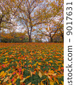 Deciduous hill 9017631