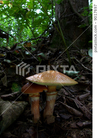 粘蓋牛肝菌 9017697