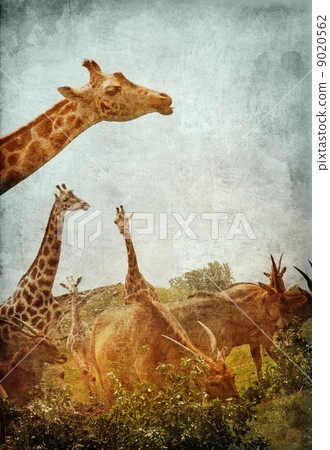 African Animals 9020562