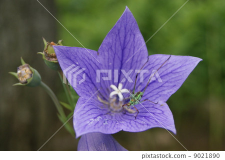 由翻譯提供支持 9021890