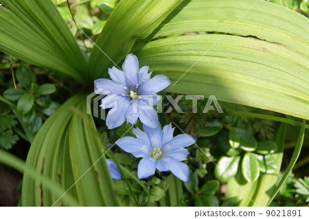 Tateyama Gentian 9021891