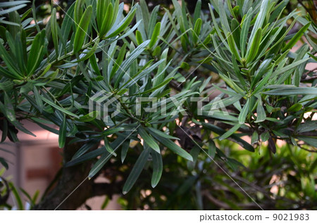 Naki no Tree 9021983