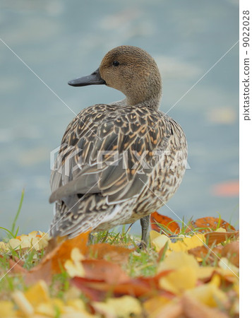 Cute little glasses (female) 9022028