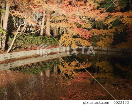 Light up of the pond in front of the festival hall in Kiyomizudera temple 9022133