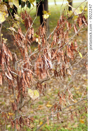 Bean sprouts and buds of ripe Hanasuu Bean sprouts and buds of ripe Hanasuu 9022247