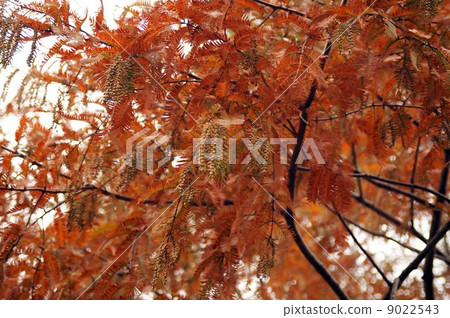秋季葉子的開花和水杉的凸起的男性花 秋季葉子的開花和水杉的凸起的男性花 9022543