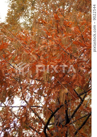 Inflorescence of autumnal leaves and bulging male flowers of Metasequoia 9022544