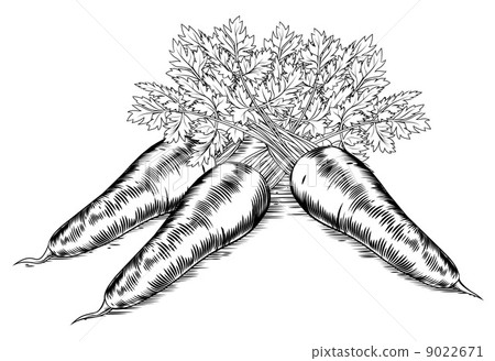 Vintage retro woodcut carrots 9022671
