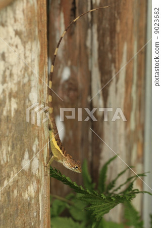 爬行動物saxisma Kinohoritokage手倒立 9023682