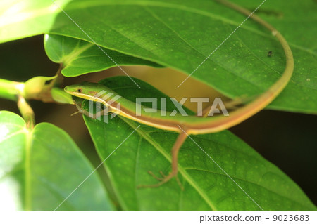 伸展爬行動物Aokanasagi 9023683