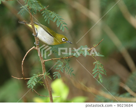 Creatures Birds Ryukyu Mejiro, I am eating. I pinch a small insect attached to Ginnem to deft and eat it 9023684