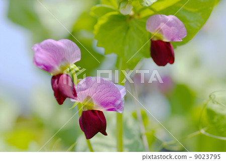 Entrance Flower 9023795