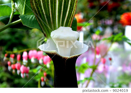 YUKIMOCHISOU YUKIMOCHISOU 9024019