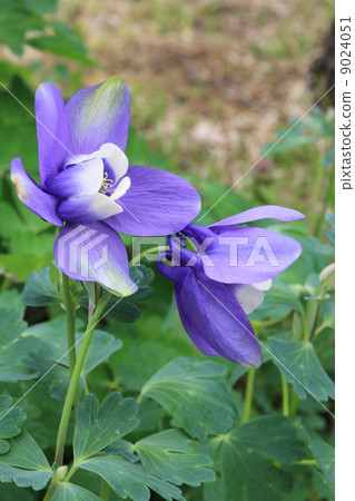 花 花 9024051