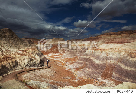 Petrified forest 9024449