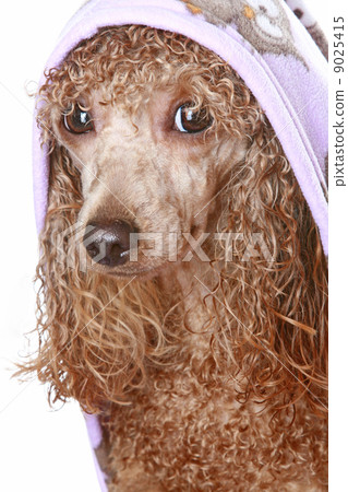 Poodle dog after a bath 9025415
