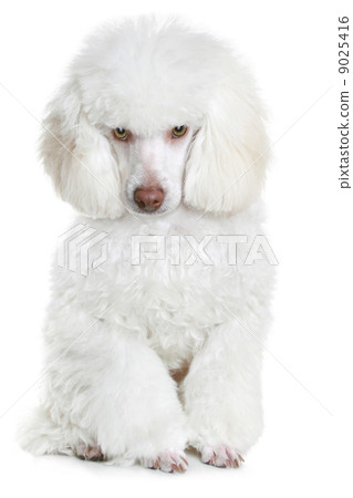White poodle puppy White poodle puppy 9025416