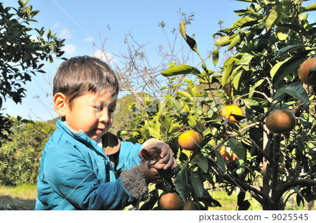 Mandarin orange hunt 9025545