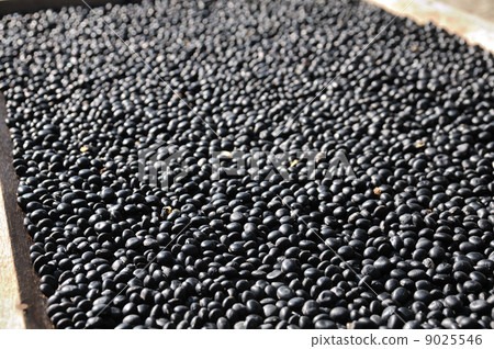 Black bean  9025546