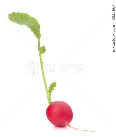 Small garden radish with leaves Small garden radish with leaves 9025664