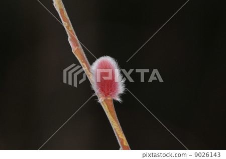 Feline pupa (pink) Feline pupa (pink) 9026143