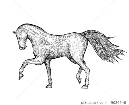 Engraved vintage horse 9026346