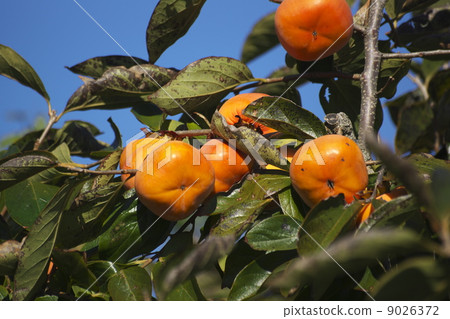 persimmon persimmon 9026372