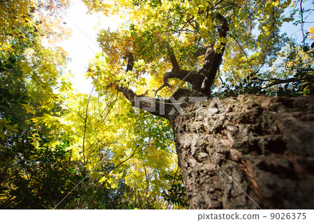 Under the autumn leaves tree Under the autumn leaves tree 9026375