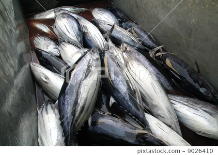 bonito bonito 9026410