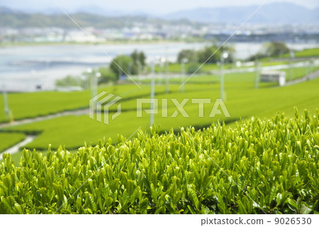 Field of tea Field of tea 9026530