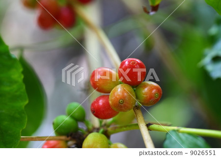 咖啡樹紅色果子 9026551