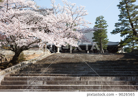 櫻花的季節京都Kimiki Komyo寺廟 櫻花的季節京都Kimiki Komyo寺廟 9026565