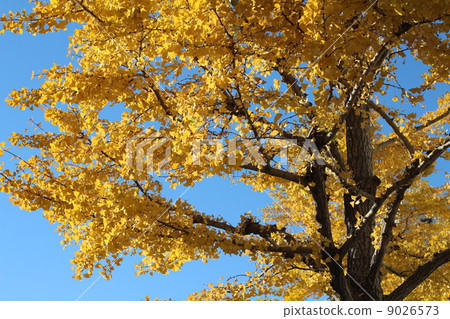 Ginkgo biloba that turned yellow in yellow Ginkgo biloba that turned yellow in yellow 9026573