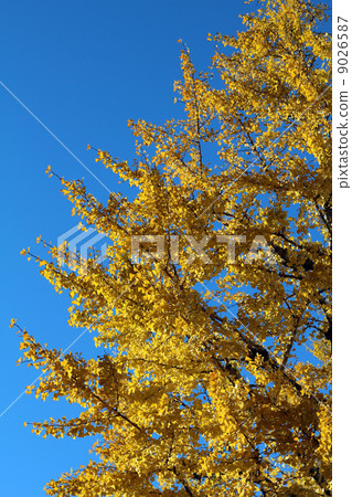 Ginkgo biloba that turned yellow in yellow Ginkgo biloba that turned yellow in yellow 9026587