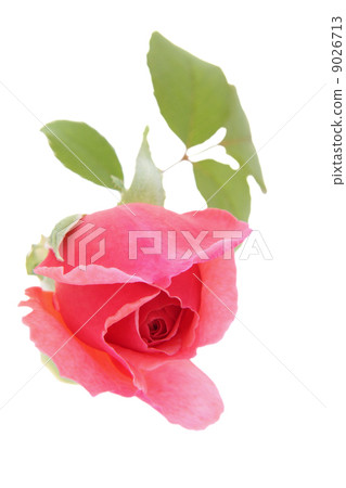 Rose Jubilee Celebration Rose Jubilee Celebration 9026713
