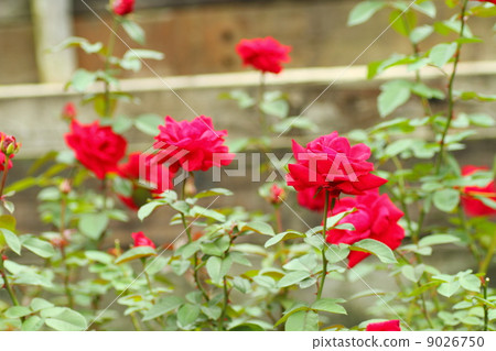 Rose flower Rob Roy 9026750