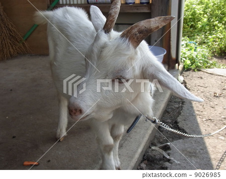 Goat  9026985