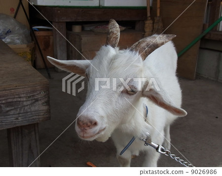 山羊 山羊 9026986