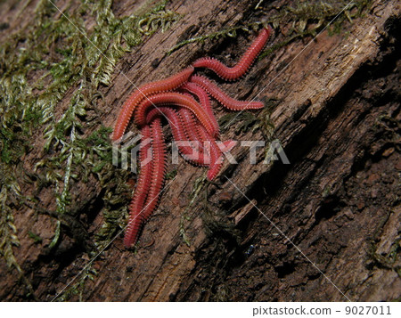 Tamamo Hirata Yasuda 9027011