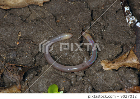 一種蚯蚓 9027012