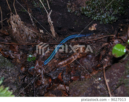 西博爾德蚯蚓 9027013