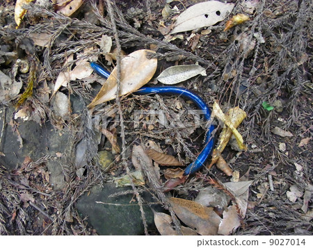 西博爾德蚯蚓 9027014