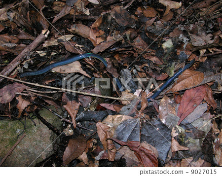 西博爾德蚯蚓 9027015