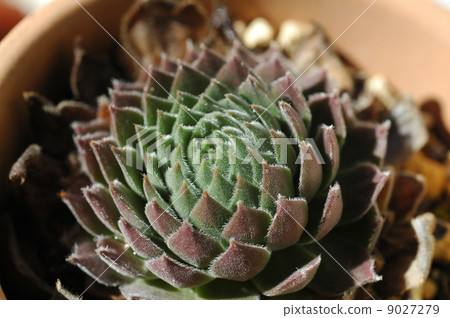 Montanum Montanum 9027279